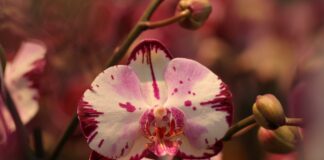 Як зробити ґрунт для орхідеї