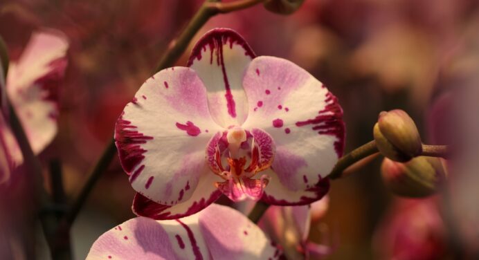 Більше не поливаю орхідеї, як радять у книжках: такого цвітіння не зустріти навіть в природі. Замінила ґрунт 