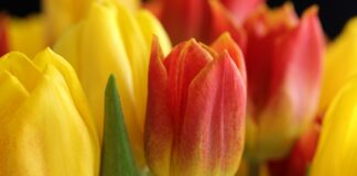 Що робити з тюльпанами після цвітіння