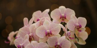 5 простих порад під час догляду за орхідеями