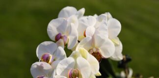 Квітникарі розповіли, чим простимулювати бутонізацію орхідей