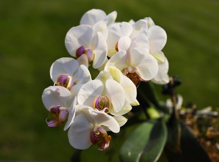 Експерти розповіли, чим ви можете замінити магазинний ґрунт для орхідеї для кращого цвітіння