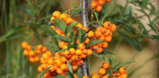 Які рослини не варто садити на своїй ділянці