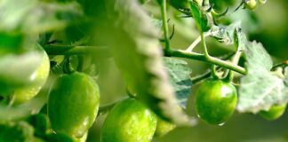 Як прискорити дозрівання помідорів