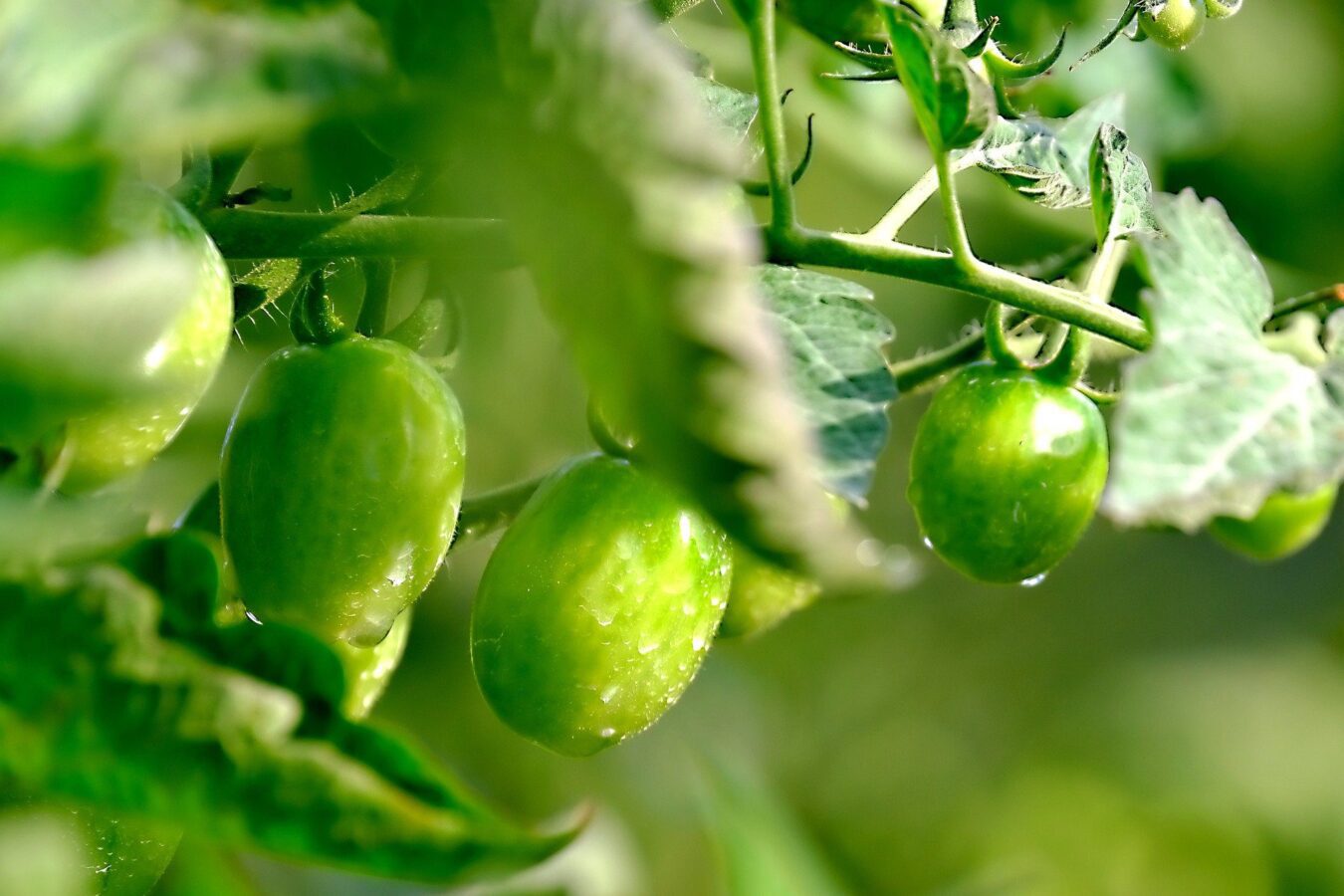 Як прискорити дозрівання помідорів