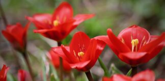 Дачники розкрили секрети успішного вирощування тюльпанів з цибулин