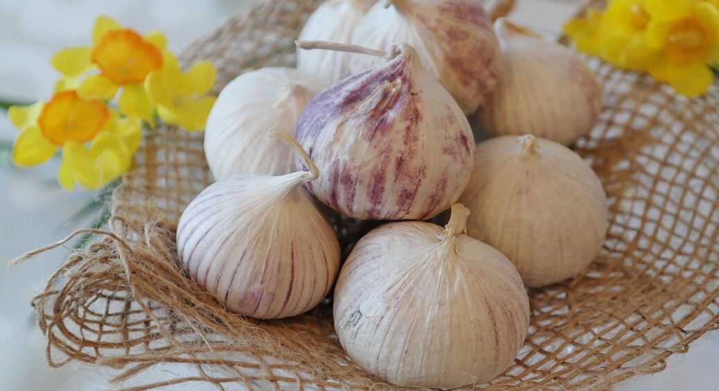 Виросте розміром з кулак: це підживлення часнику не можна пропустити у червні – всього 2 ложки на відро води 