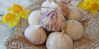 Чим підживити часник в липні