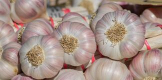 Городники розповіли, як збільшити розмір головок часнику
