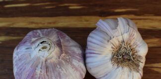 Як виростити крупний часник