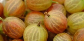 Як правильно розмножувати аґрус