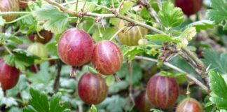 Рецепт профілактичного засобу для аґрусу від борошнистої роси