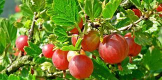 Садівники поділилися рецептом підживлення аґрусу