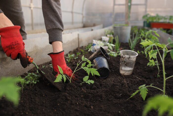 Експерти розповіли, за допомогою якого добрива можна відновити родючість ґрунту на городі