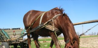 Експерти назвали 3 дати, в які заборонено працювати на городі
