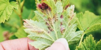 Як обробити смородину від попелиці