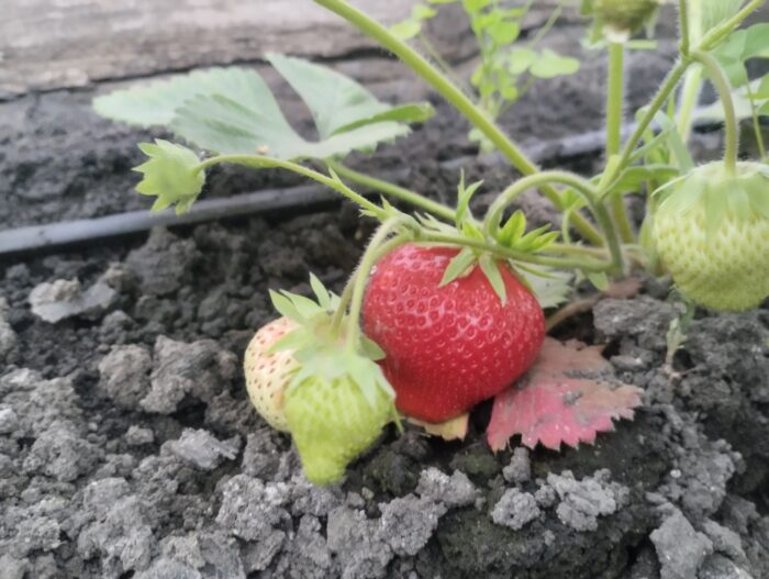 Експерти розповіли, як настоєм з бур'янів підживити полуницю