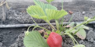 Чим підживити полуницю в травні
