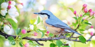 Садівник розповів, як відвадити фольгою птахів від малини