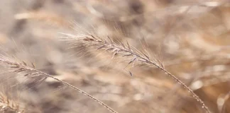 Городник розповів, чим вивести пирій з ділянки назавжди