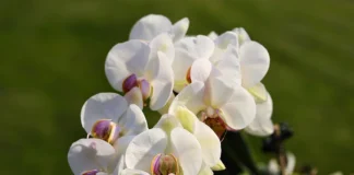 Чому орхідея може осипатися? 