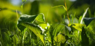 Експерти розповіли, як швидко прибрати бурʼяни на городі 