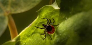 Садівники поділилися назвою рослин, які відлякують кліщів з ділянки