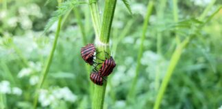 Городники розповіли, як легко позбутися колорадських жуків на городі