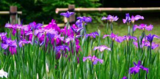 Квітникар розповів, що робити з ірисами, які повністю відцвіли