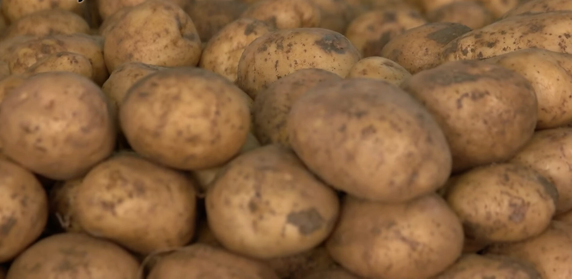 Експерти розповіли хитрий спосіб посадки картоплі для щедрого врожаю