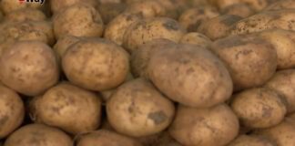 Що робити, аби зібрати щедрий врожай картоплі