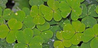 Садівник розповів, чому газон варто засіювати конюшиною, а не травою