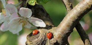 Експерти назвали корисних комах, яких не можна чіпати на городі