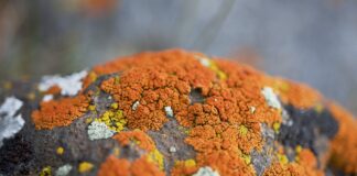 Садівник розповів, як за допомогою марганцівки позбутися лишайника