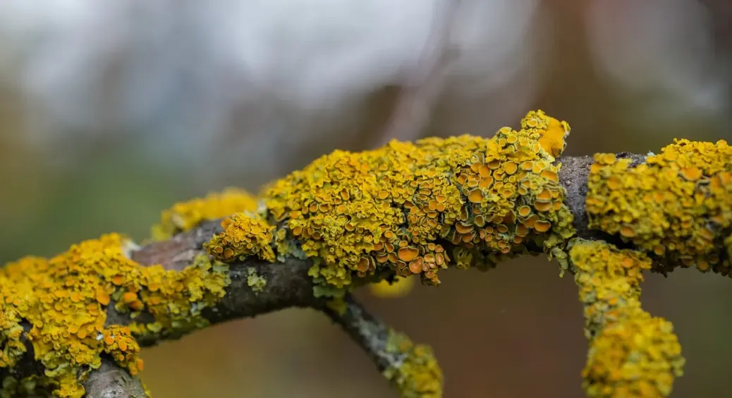 Добре, що дідусь нагадав: дерева варто обробити від лишайника перед зимою – 2 “золоті” поради 