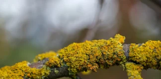 Садівники розповіли, як легко прибрати мох і лишайники з дерев