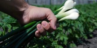 Чим підживити цибулю на етапі посадки: городник назвав засіб