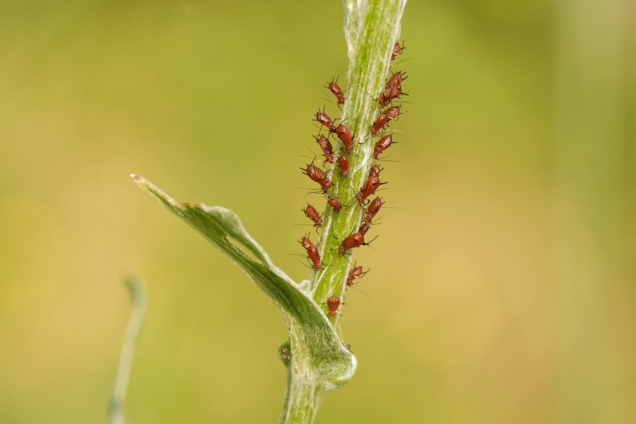 Експерти розповіли про ефективний засіб від шкідників, який може допомогти врятувати врожай