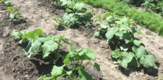 Експерти розповіли, як врятувати врожай огірків від павутинного кліща