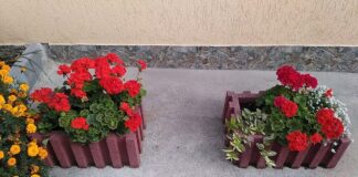 Садівники розповіли, як правильно обрізати герань для пишного цвітіння