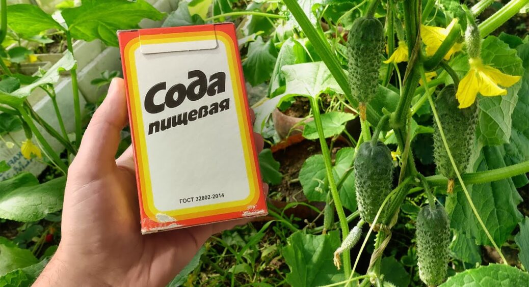 Подруга з Італії розповіла, що італійці купують додому по 5 пачок соди: спитала навіщо, тепер роблю так само 