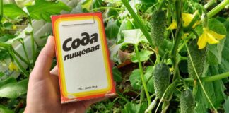 Експерти назвали універсальний продукт для городу і домашнього побуту