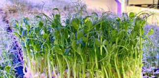 Що робити, якщо зелень на підвіконні сохне та не росте 