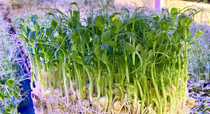 Тепер вирощую мікрозелень сама: лайфхаки для садівників. Довелося свекруху відправити продавати на ринок 