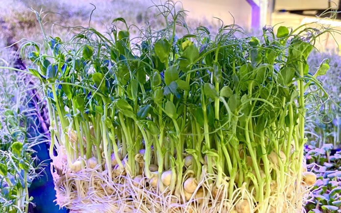 Садівники розповіли, як правильно вирощувати мікрозелень