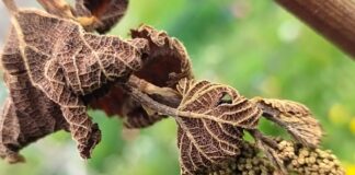 Городники розповіли, як захистити розсаду від заморозків 