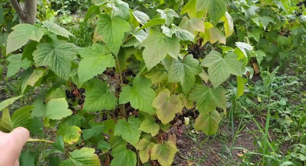 Цибулеве лушпиння – це не тільки добриво, але і відмінний засіб для боротьби зі шкідниками: дієві методи 