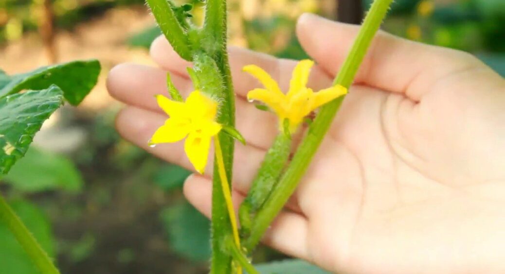 90-річна бабуся показала, що вона робить з огірками: “зав’язі” не опадають, а врожай відро і більше з куща 