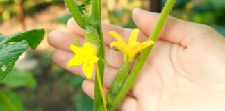 Городники назвали перевірене підживлення для гарної зав'язі на огірках