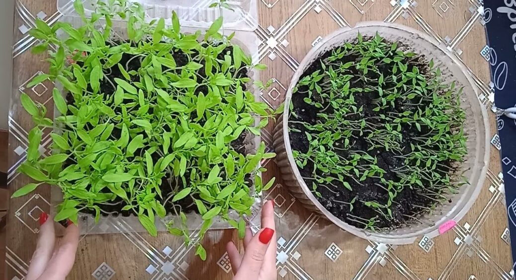 Тепер я не панікую, коли в’януть верхівки у томатів: свекруха розповіла секрети, які підняли мої саджанці 